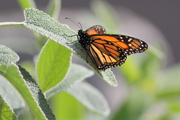 Monarch on a Leaf, Encinitas