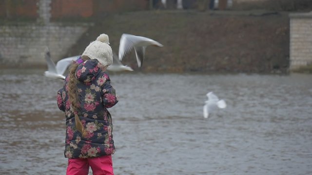 Kid With Long Blonde Braid is Standing at River Bank Slow Motion Seagulls are Flying Around Little Girl is Feeding a Birds Seagulls Pigeons at River Bank