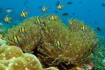 Gruppe von Banggai-Kardinalbarsche (Pterapogon kauderni)
