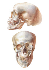 Illustration with two skulls - 103348184