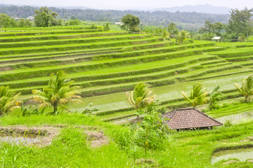Rice Terrace field  Ubud Bali, Indonesia.