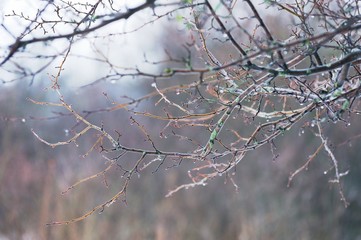 Tree branches in fog