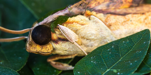 Fototapeta premium Mariposa.