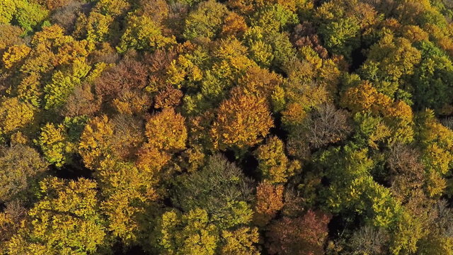 Aerial shot of trees in beautiful Fall color in the mountain forest