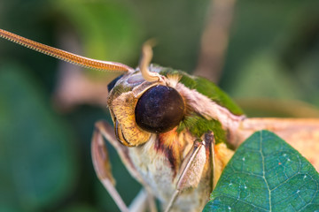 Mariposa. © JCLobo