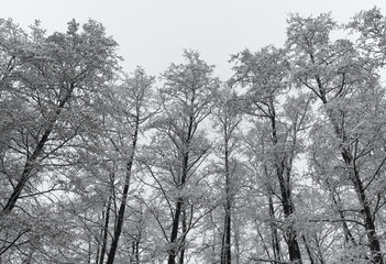 Snowy trees in winter