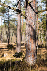 Baumstamm im Zauberwald mit Feen