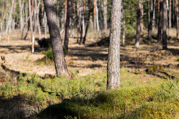 Obraz premium Baumstamm im Zauberwald mit Feen