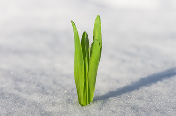 Sprout of green grass