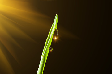 Sprout of green grass