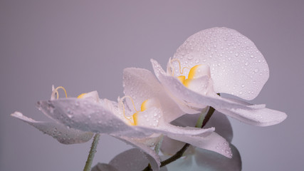 A tender white orchid.