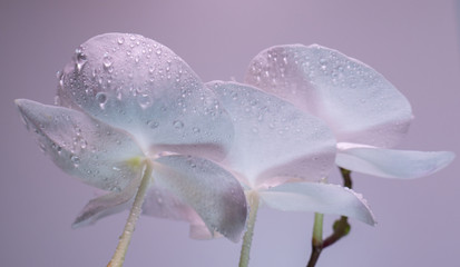A tender white orchid.