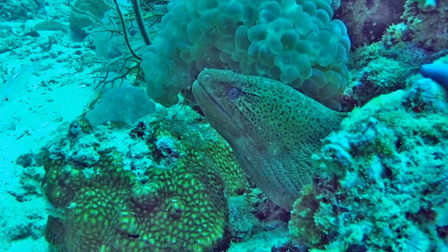 Green moray eel underwater coral
