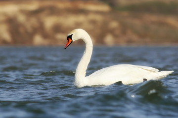 mute swan on blue river, cygnus olor