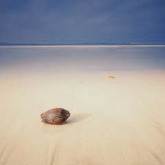 Sri Lanka. Beruwela. Beach Moragalla. Coconut on the beach.