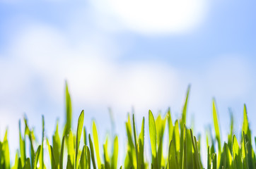 green grass  background