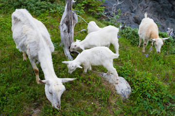 Obraz premium Wild goats