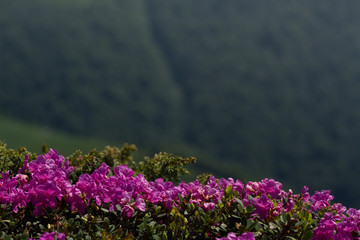 Blooming rhododendron  in the Carpathians mount