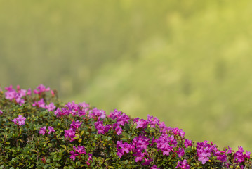 Blooming rhododendron  in the Carpathians mount. Close up