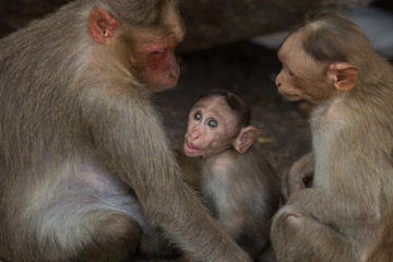 Macaca radiata. A family. Toddlers.