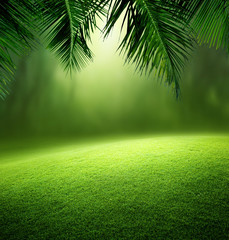 Fototapeta premium tropical forest