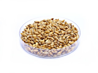 Keimende Gerste (Spitzmalz) in Petrischale 
