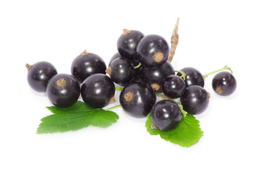 Black currant on the white background