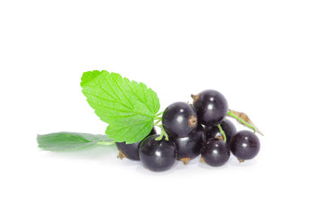 Black currant on the white background