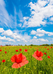 Beautiful poppy field in summertime, vertical image