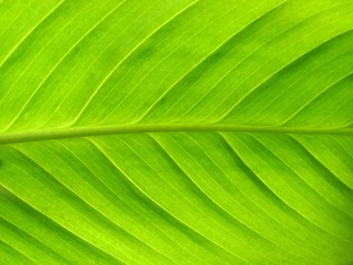 green leaf . green floral background