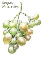 Illustration with colored grapes. Watercolor.