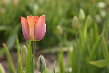 Tulpe im Garten