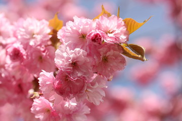 Japanische Kirschblüte