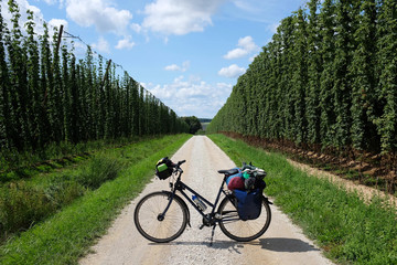 Naklejka premium Radtour Hopfenfeld