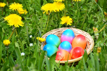 Easter eggs in the grass