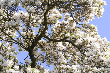 Magnolienbaum