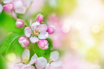 Obraz na płótnie Canvas Spring background with blossom flowers
