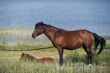 Brown horse with its' foal near lake