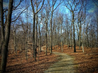 Winter Forrest trail