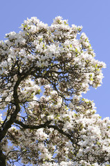 Magnolienbaum