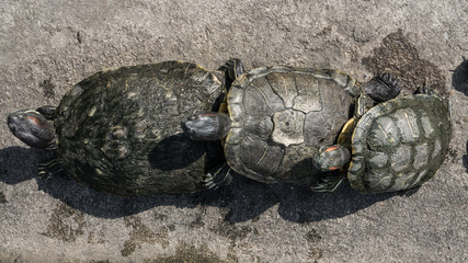 Turtles in a pond.