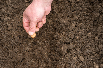 Closeup of a males hand planting broad bean