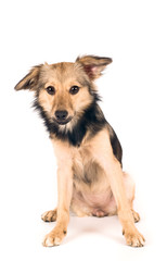 Cute mixed breed dog portrait