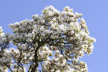 Magnolienbaum