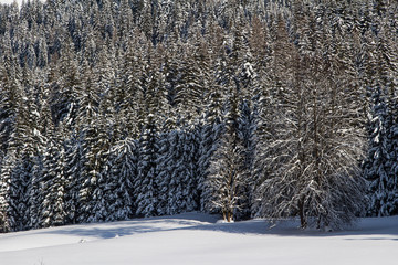Verschneite Winterlandschaft in den Bergen, Winterwald mit schneebedeckten Bäumen