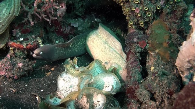 Greyface moray eels in hole of the reef&ndash; white eyes