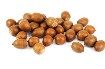 acorns isolated on white background