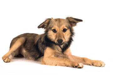 Cute mixed breed dog portrait