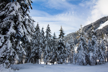 Verschneite Winterlandschaft in den Bergen, schneebedeckte Bäume