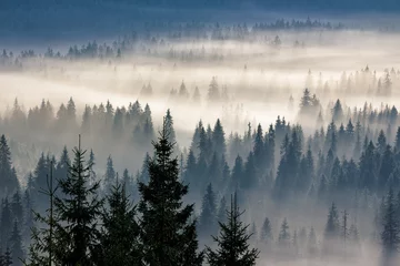 Foto op Plexiglas coniferous forest in foggy mountains © Pellinni